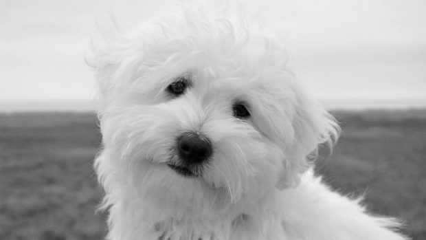 perros Cotón de Tulear