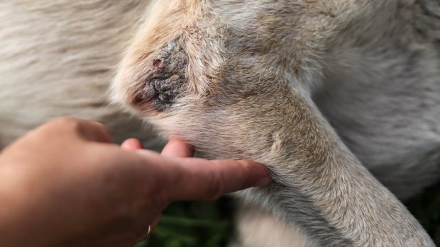 remedios naturales para la dermatitis en los perros