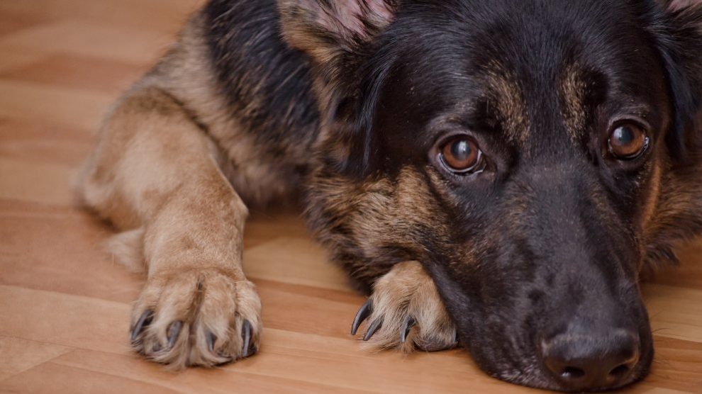 Las Razas De Perros Mas Cariñosas