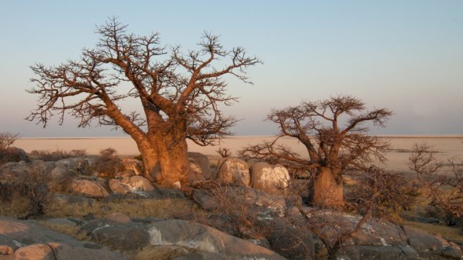 árboles africanos