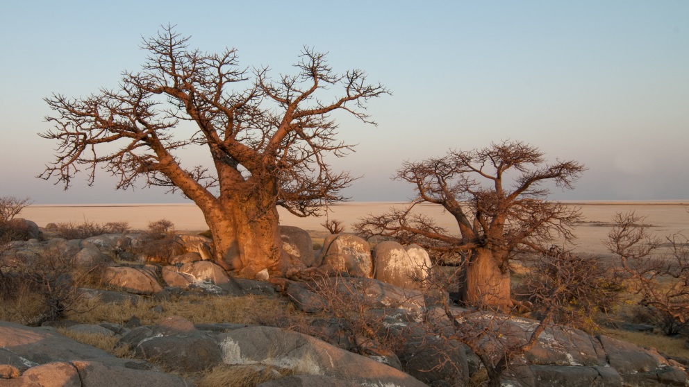Hay árboles africanos que son una maravilla para los sentidos