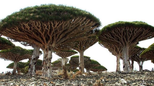 árboles en peligro de extinción en España