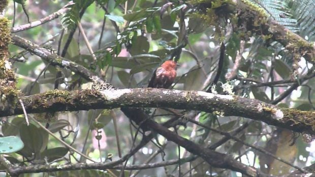 Pájaro canta con alas