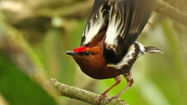 Pájaro canta con alas