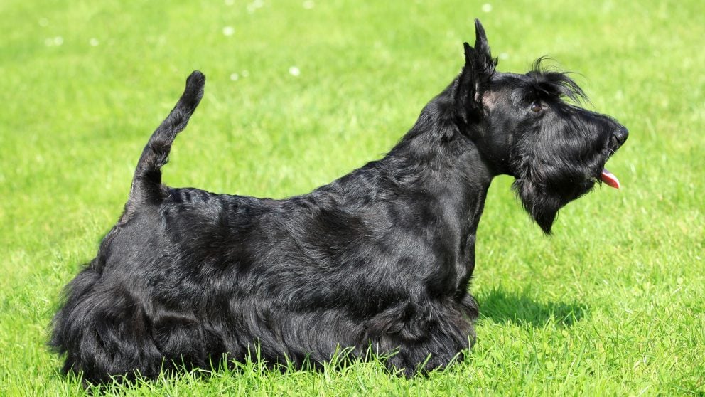 Una de las más interesantes razas de perros_ Scottish Terrier