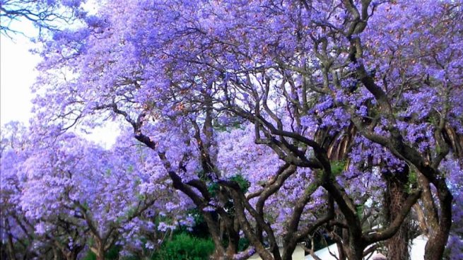 Características del árbol Kiri