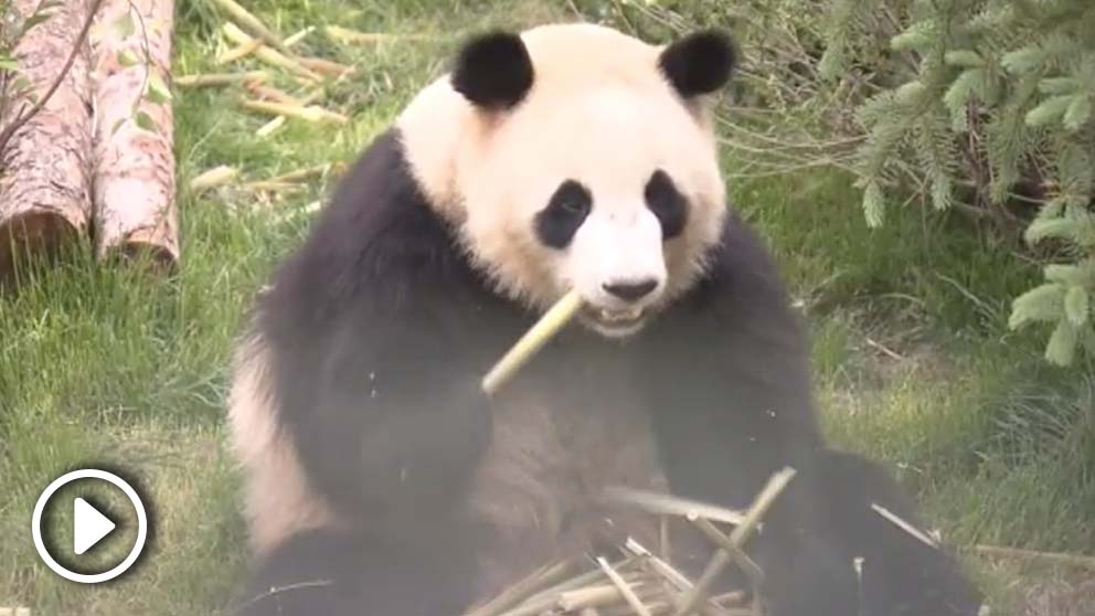 El zoológico salvaje de la meseta de Qinghai-Tíbet, en la provincia de Qinghai, noroeste de China, ha abierto sus puertas a cuatro nuevos pandas gigantes. Miles de personas se congregaron para acudir a observar a tan adorables animales.