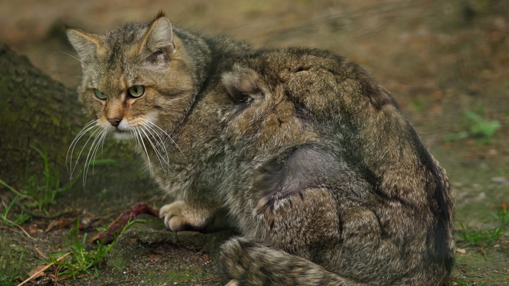 Gato montés ibérico: Descubre las características de este animal