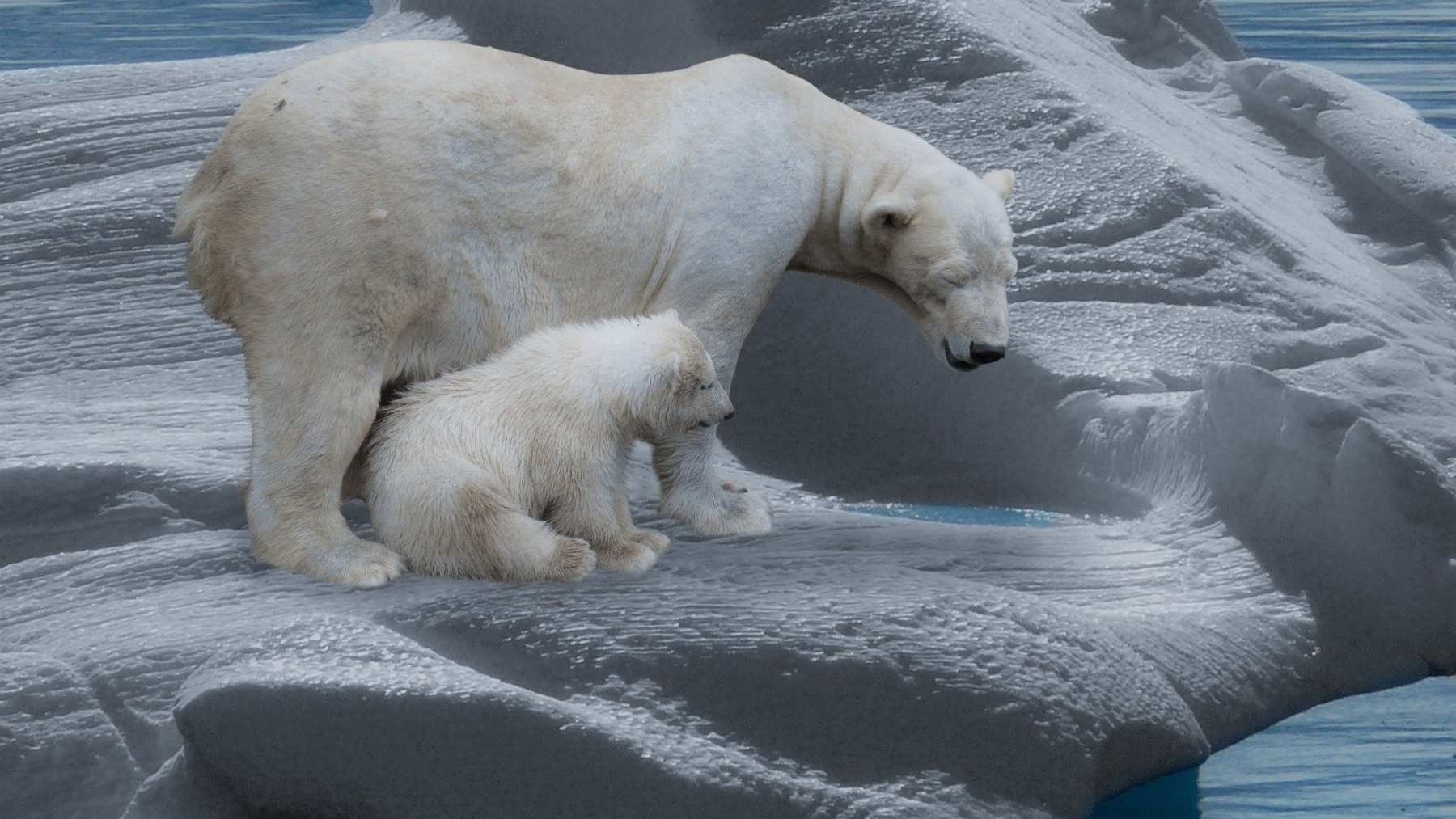 Cambio climático y osos polares