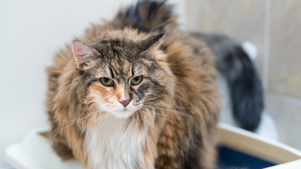 Algunos consejos para bañar a un gato (1)