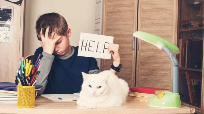 educar a un gato