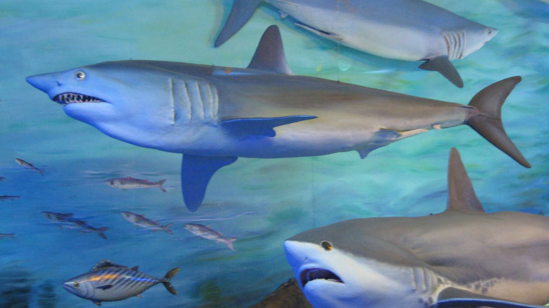 Especies de tiburón