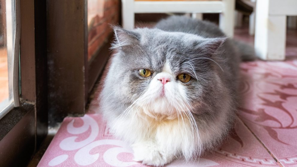 lo que necesitas saber sobre la raza de gato persa gris Merca2.es