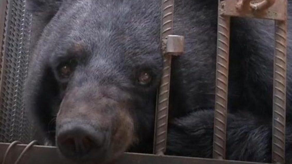 Facebook: Adopta un oso pensando que era un perro