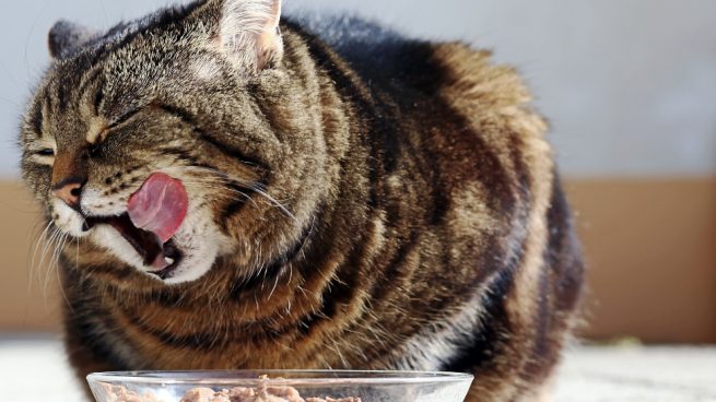 como saber si mi gato esta en su peso ideal