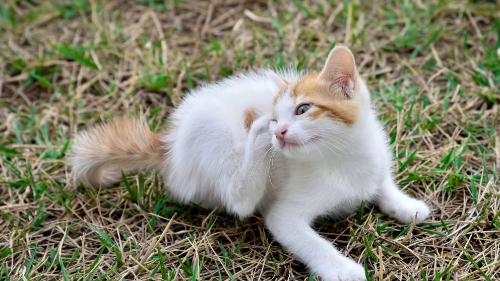 Cómo prevenir y eliminar las garrapatas en los gatos