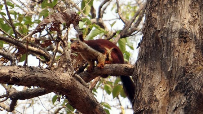 Ardilla en árbol