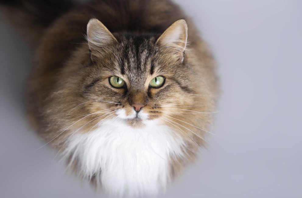 Razas exóticas: lo que necesitas saber sobre el gato siberiano (1)