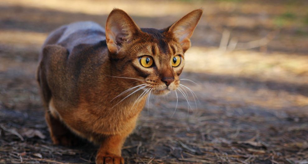 Características del gato Abisinio
