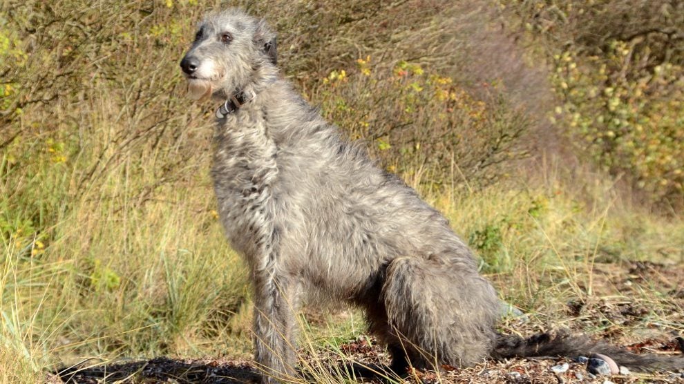 Todo Lo Que Necesitas Saber Sobre La Raza De Perros Lebrel Escocés