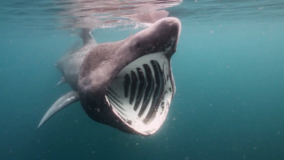 Tiburones ¿Qué tipo de tiburones hay en el Mediterráneo?