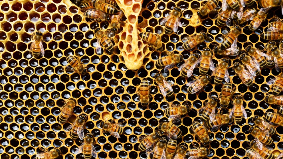 La desaparición de las abejas sería terrible por muchos motivos