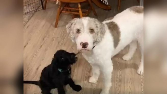 Facebook: La reacción de un perro al conocer a su nuevo hermano