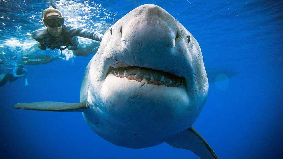 Nadar junto al tiburón blanco más grande es toda una experiencia