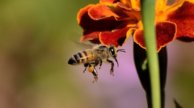 como se desplazan las abejas