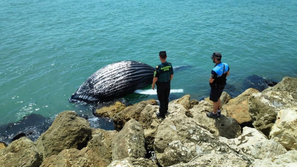 Cria de ballena en Gandia