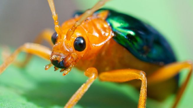 Tipos de escarabajo