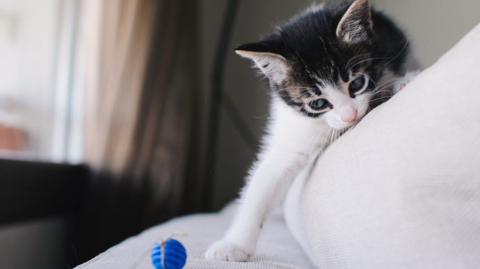 Los mejores juegos para tu gato