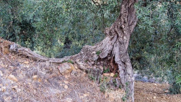 Los árboles más viejos del mundo