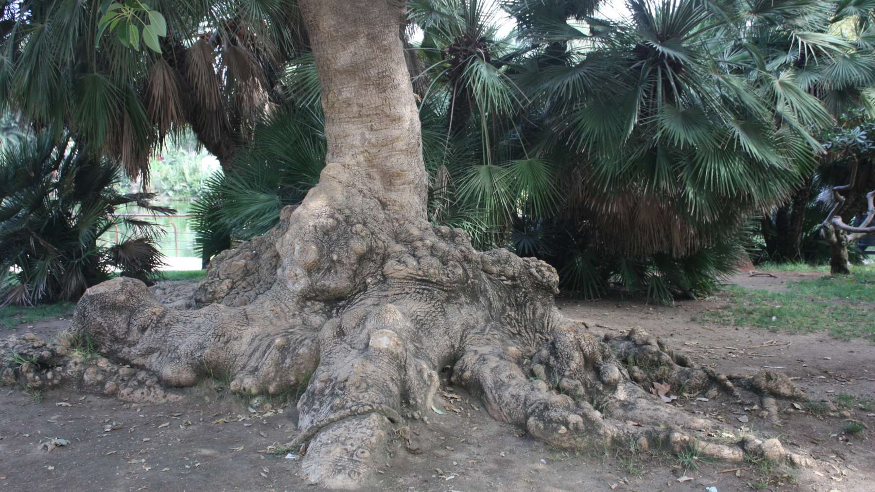 Los árboles más viejos