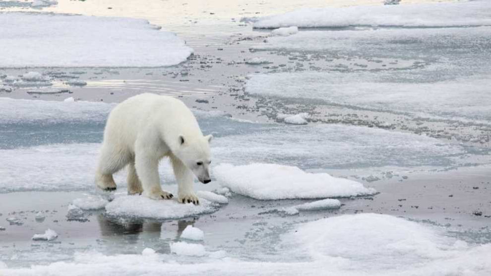 La población de osos polares desciende trágicamente en todo el mundo