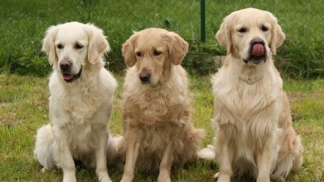 Es esencial que si tenemos un perro lo paseemos unas dos veces al día.