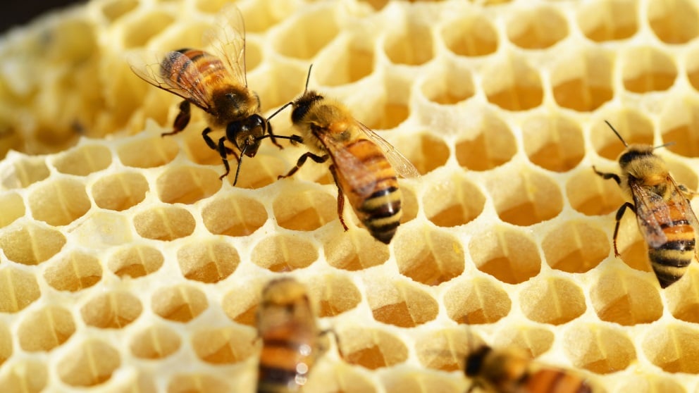Hay diferentes tipos de reproducción en las abejas