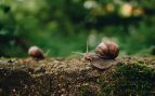 Los pasos para cuidar un caracol