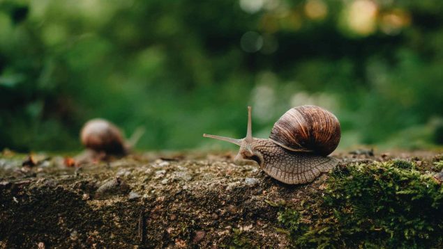 Los pasos para cuidar un caracol