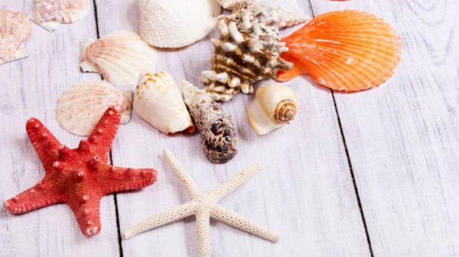 decorar con conchas marinas