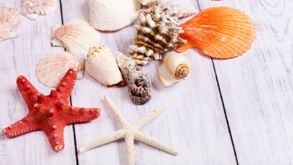 Cómo decorar con conchas de mar