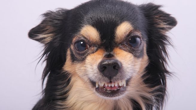 Facebook: Un perro con un petardo entre los dientes busca venganza