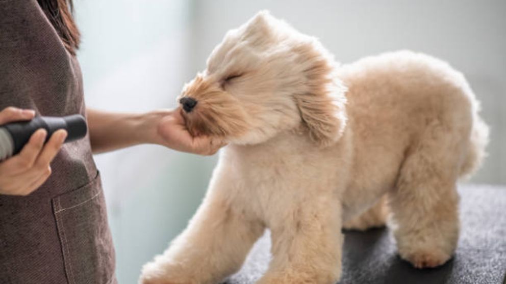 Guía de pasos para secar el pelo de un perro de forma correcta