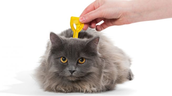 matar parásitos intestinales en gatos