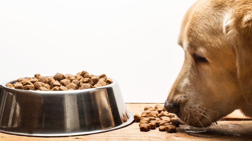 Consejos para leer la etiqueta de los alimentos para mascotas
