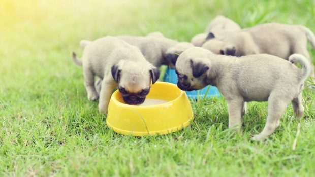 Puede Tu Perro Tomar Leche De Cualquier Clase