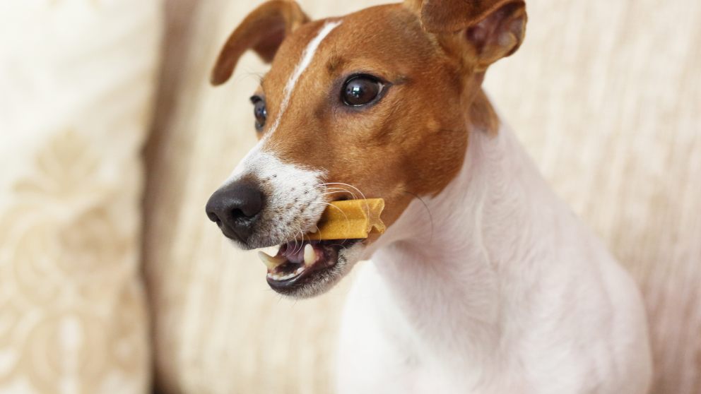 Recetas de snacks saludables para perros