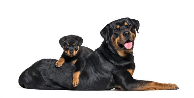 razas de perros guardianes