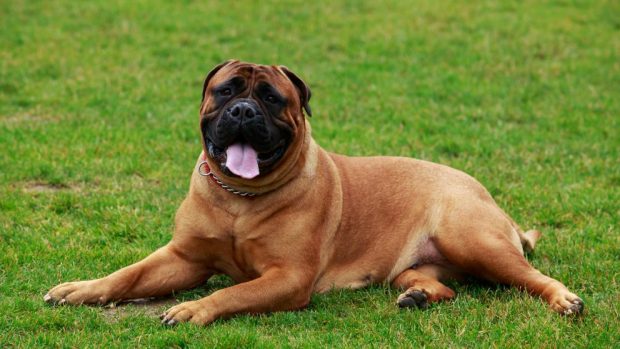 razas de perros guardianes