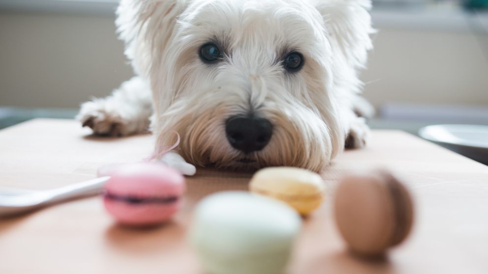 Algunos dulces que puedes ofrecer a tu perro